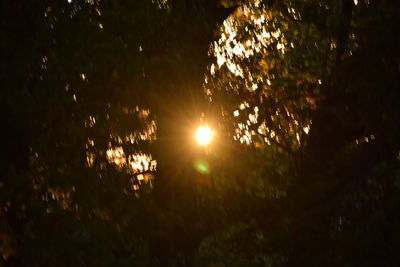 Trees against sky during sunset