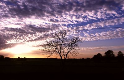 Silhouette trees on field against sky at sunset