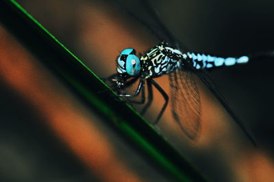 Close-up of insect on leaf