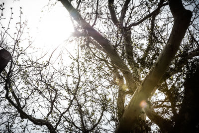 Low angle view of bare trees against sky