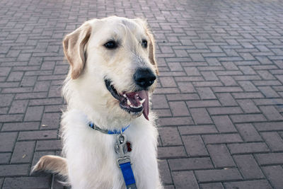High angle view of dog on footpath