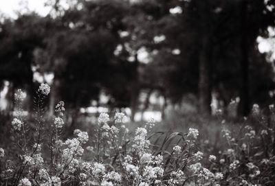 Close-up of flowering plants on field