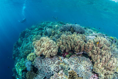 View of coral swimming in sea