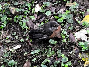 Close-up of bird on plants