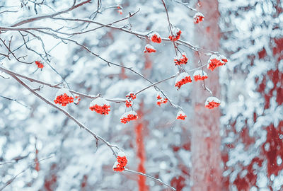 Rowan branch covered by snow on the light backdrop of the trees during a snowfall. selective focus.