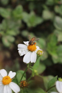 Close-up of honey bee on white flowering plant