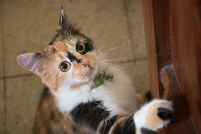 Close-up portrait of a cat