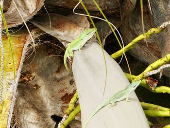 Close-up of a dry leaf on a land