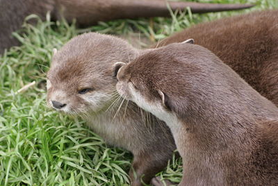 Close-up of otters on field