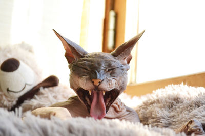 Close-up of a cat sleeping on bed