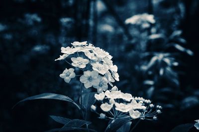 Close-up of white flowering plant