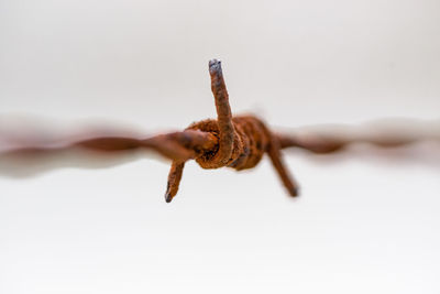 Close-up of grasshopper