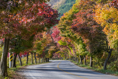 Road amidst trees during autumn