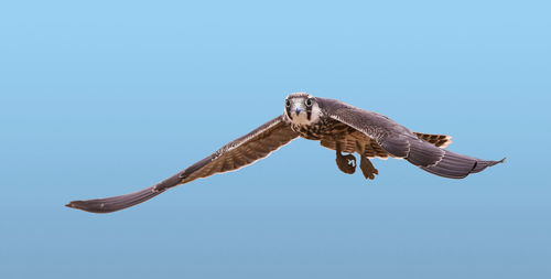 Close-up of eagle flying against clear blue sky