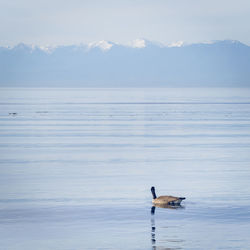 Swan swimming on lake against mountain range
