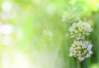 Close-up of white flowering plant