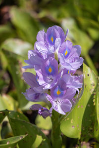 Close-up of purple flowering plant