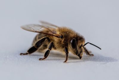 Close-up of honey bee