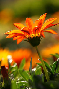 Close-up of orange flowering plant