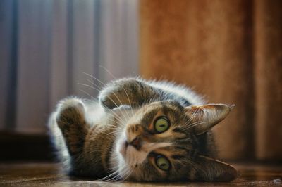 Close-up of cat lying on table at home