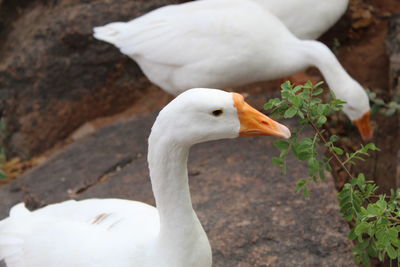 Close-up of white duck