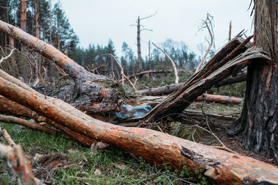 Close-up of fallen tree in forest