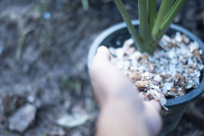 Close-up of hand holding potted plant