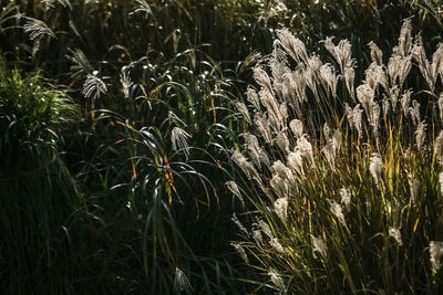 Plants growing on field