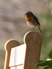 Close-up of bird perching outdoors