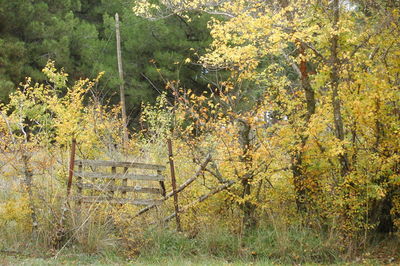 Trees in forest