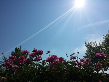 Low angle view of trees against sky