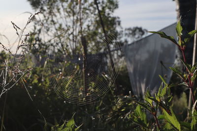 Close-up of spider web on plant