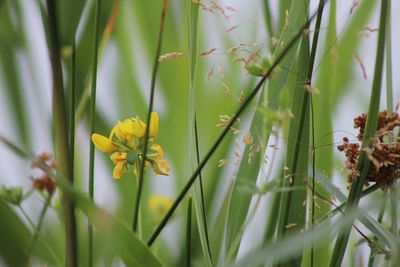 Close-up of yellow flowering plant