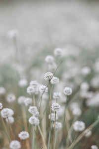 Close-up of white flowering plant on field