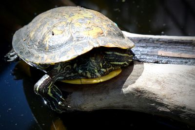 Close-up of turtle in water