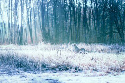 View of deer running in forest
