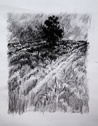 Trees in the dark