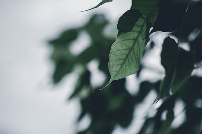 Close-up of leaves on branches