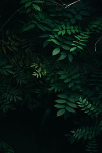 High angle view of fern leaves on tree