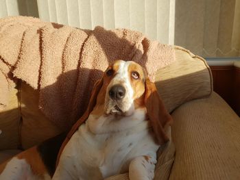 Portrait of dog resting on sofa at home