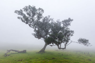 Scenic view of field against clear sky