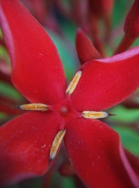 Close-up of red flower