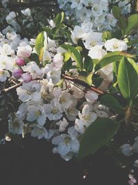 Close-up of white flowers on tree