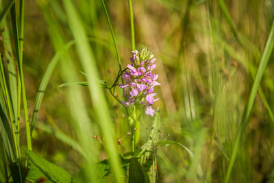 Close-up of pink flowering plant on land