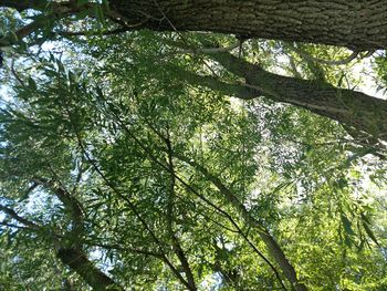 Low angle view of trees in forest