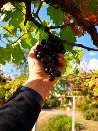 Low angle view of hand holding berries