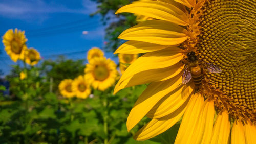 sunflower