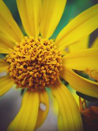 Macro shot of yellow flower