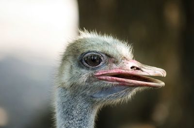 Close-up of ostrich