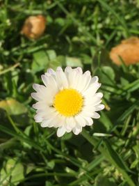 Close-up of yellow flower blooming outdoors